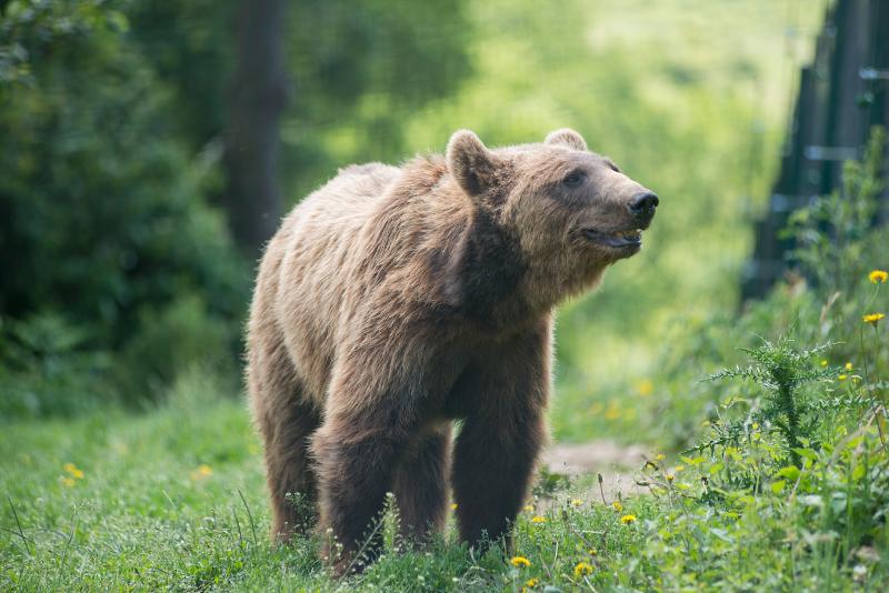 北京奥运会五个吉祥物代表的动物,北京奥运吉祥物代表动物