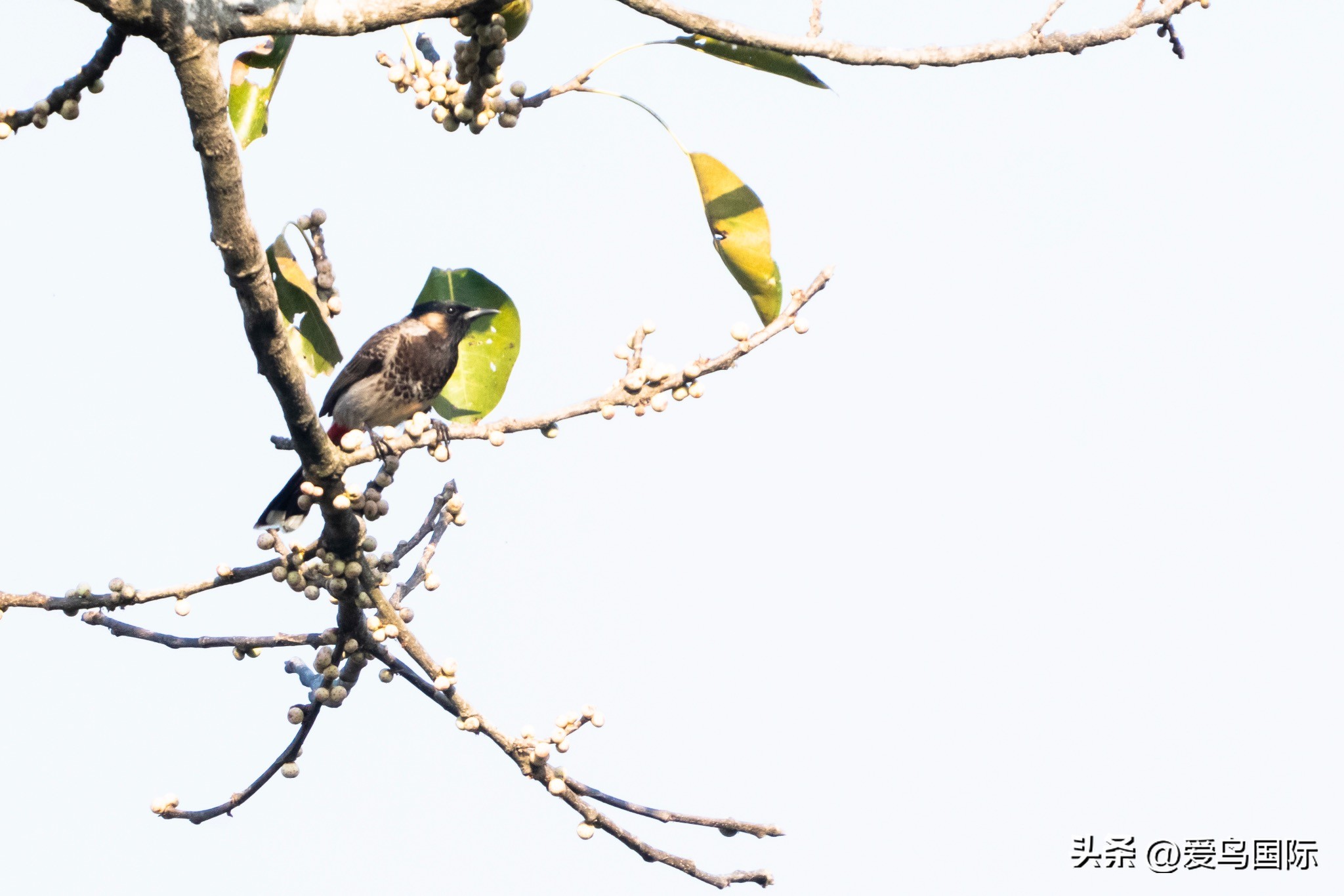 Alpha 1鸟种“加新”之旅 索尼云南拍鸟活动手记