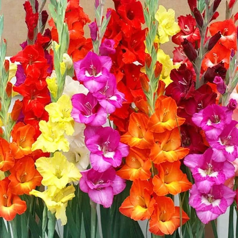 剑兰，锦绣山河，如花美剑｜花名册No.00179