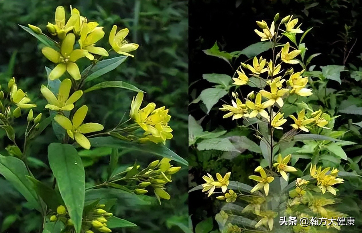 哑巴吃黄连有苦说不出视频,哑巴吃黄连有苦说不出文案