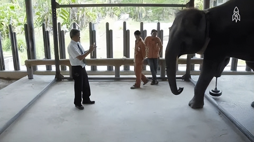 5吨重的大象有多可怕,重5吨的大象