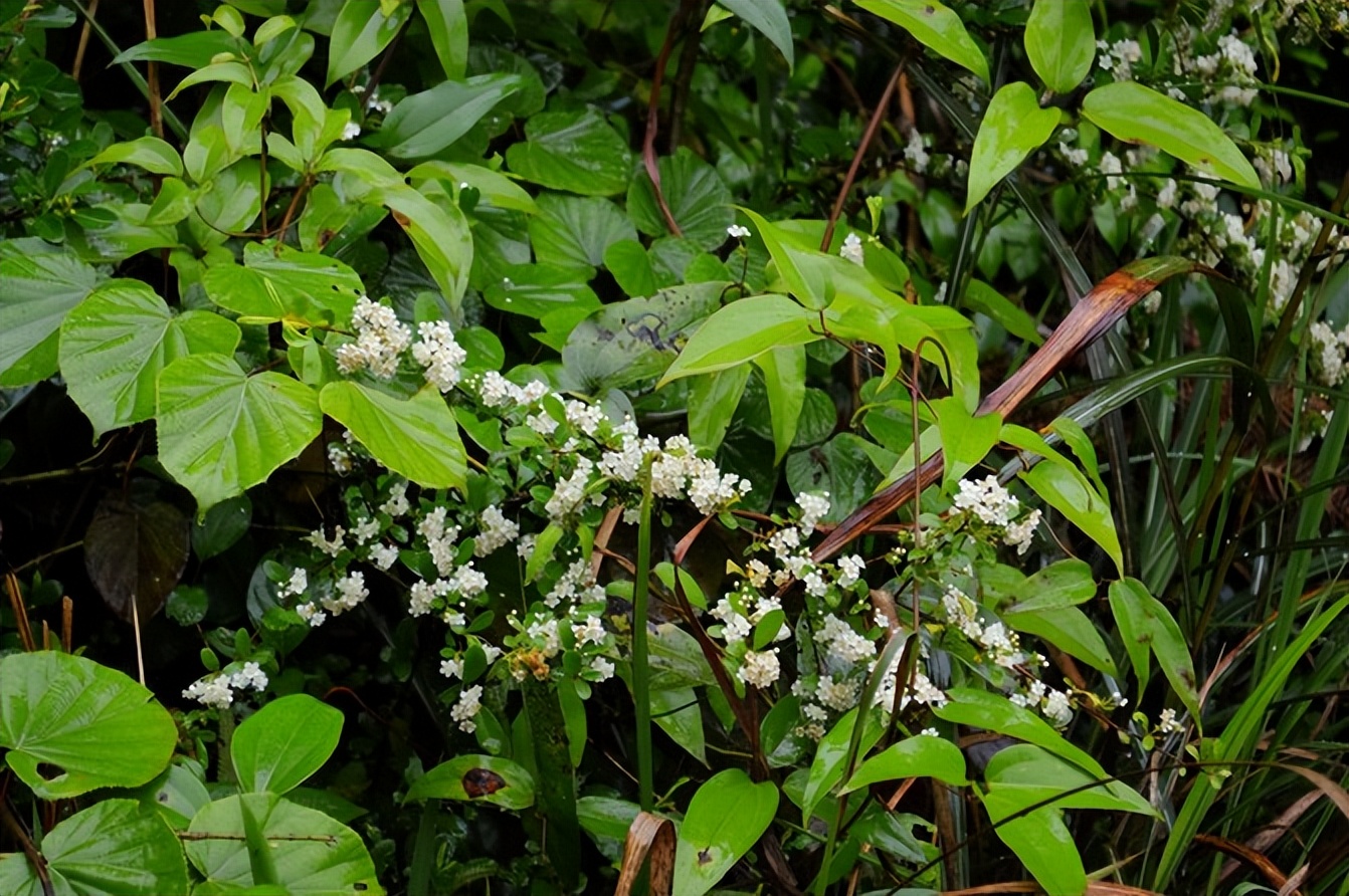 宣恩一座小城,湖北宣恩美丽的小城