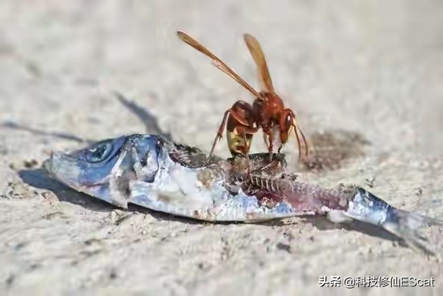 神奇宝贝蜜蜂进化过程,神奇的物种蜜蜂