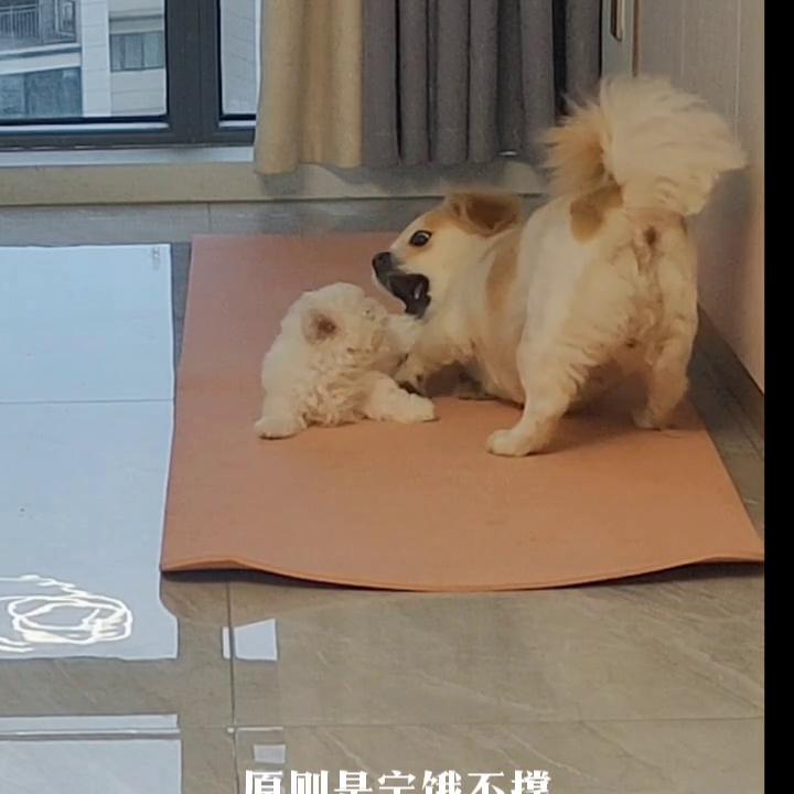 记录傻狗的美好生活,热爱生活开心有趣努力善良图片