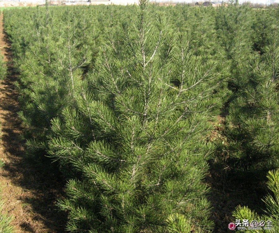 松树的种类对应图片及名称,松树的种类名称及图片大全集