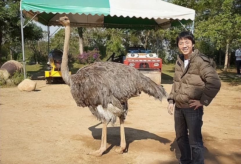 鸵鸟利润这么大为啥养的人不多,中国大型鸵鸟