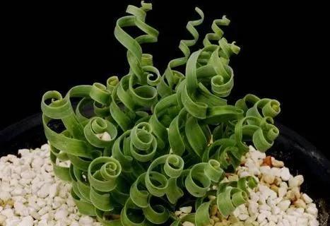 罕见漂亮的鲜花,全球最漂亮的鲜花