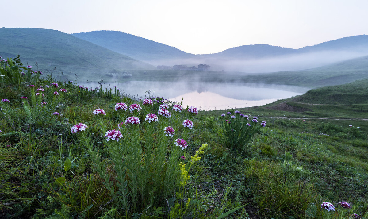 山*藏西**着个“小*疆新**”，花海湖泊草甸似仙境，不收费的满分避暑地