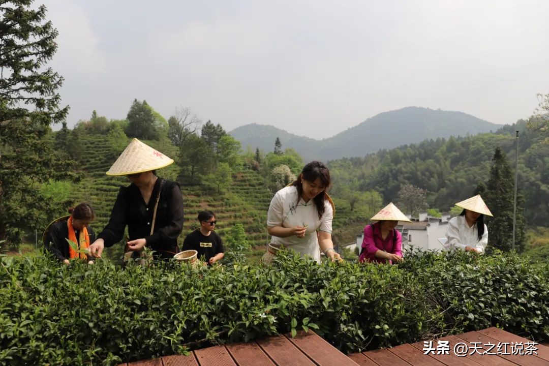 祁红最好听的十首歌,非遗祁红