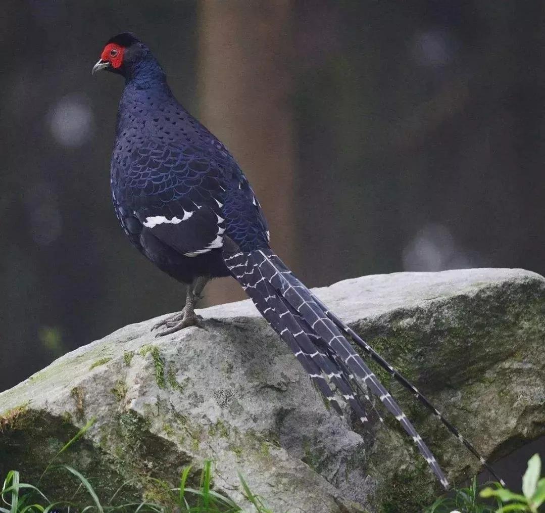动物千姿百态,动物园的动物千姿百态