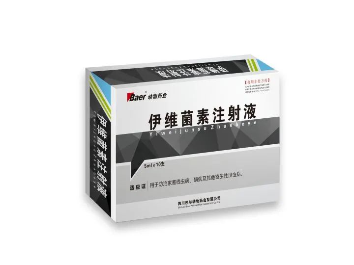 柯利犬为什么不能随便用药,你养的狗是单身狗吗