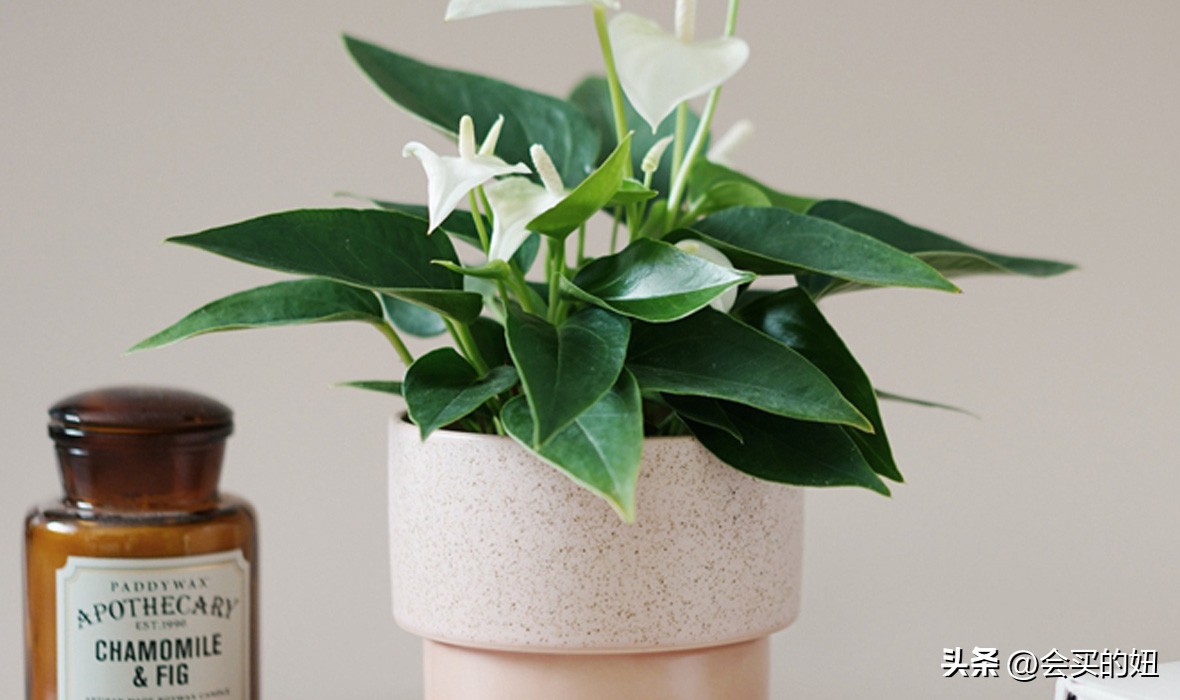 好看又便宜的绿植店铺,什么小绿植好养又适合店铺