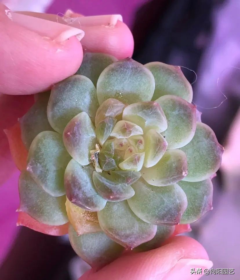 法师多肉叶子软了怎么回事,多肉叶插叶子软了怎么办