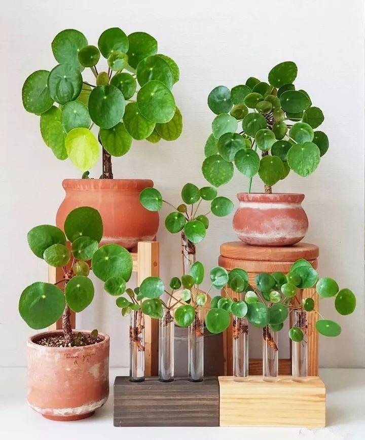 适合室内养的耐阴花和植物,什么花耐阴最好养不怕晒