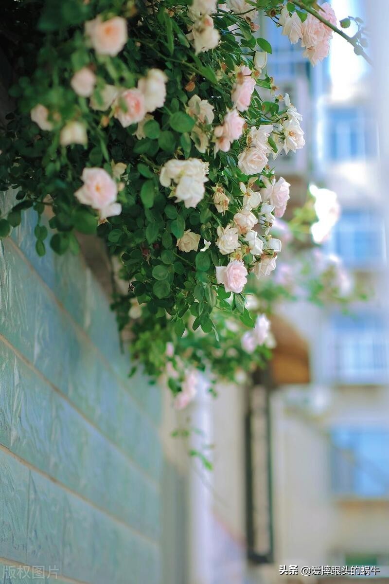 生如夏花灿烂的时候,生如夏花绚烂绽放歌曲视频