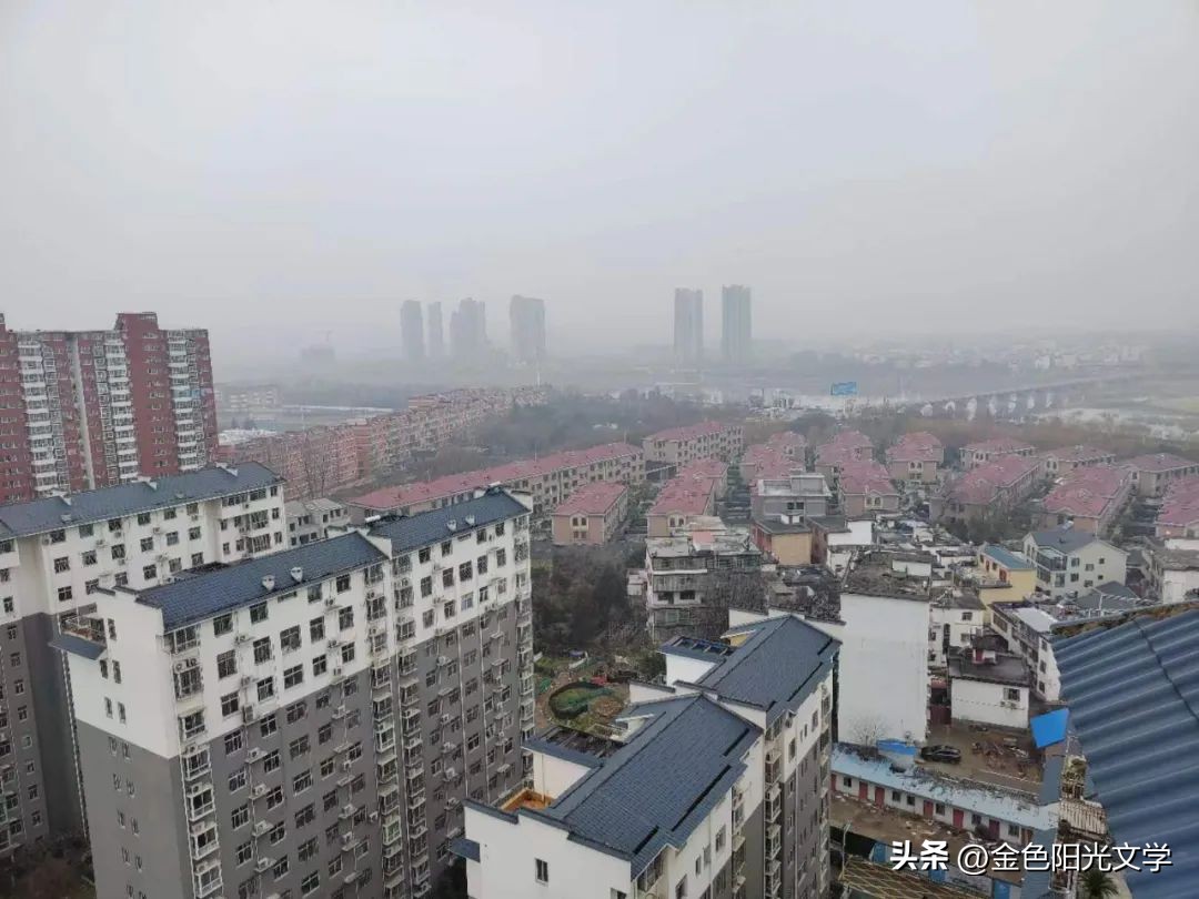 懂交通规则的动物,懂交规的狗