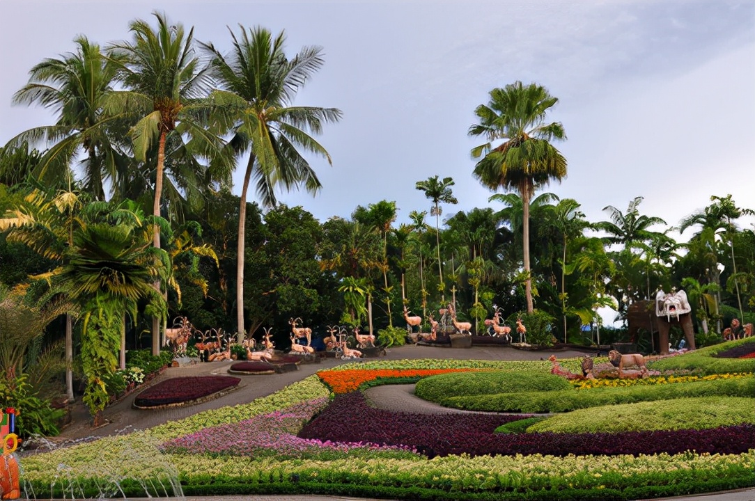 泰国有一种植物，全身是宝，很多人不知道