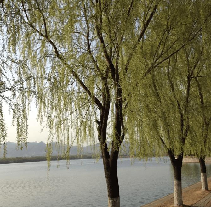 阴树别种四种坏风水,这五棵树千万不要种在家门口