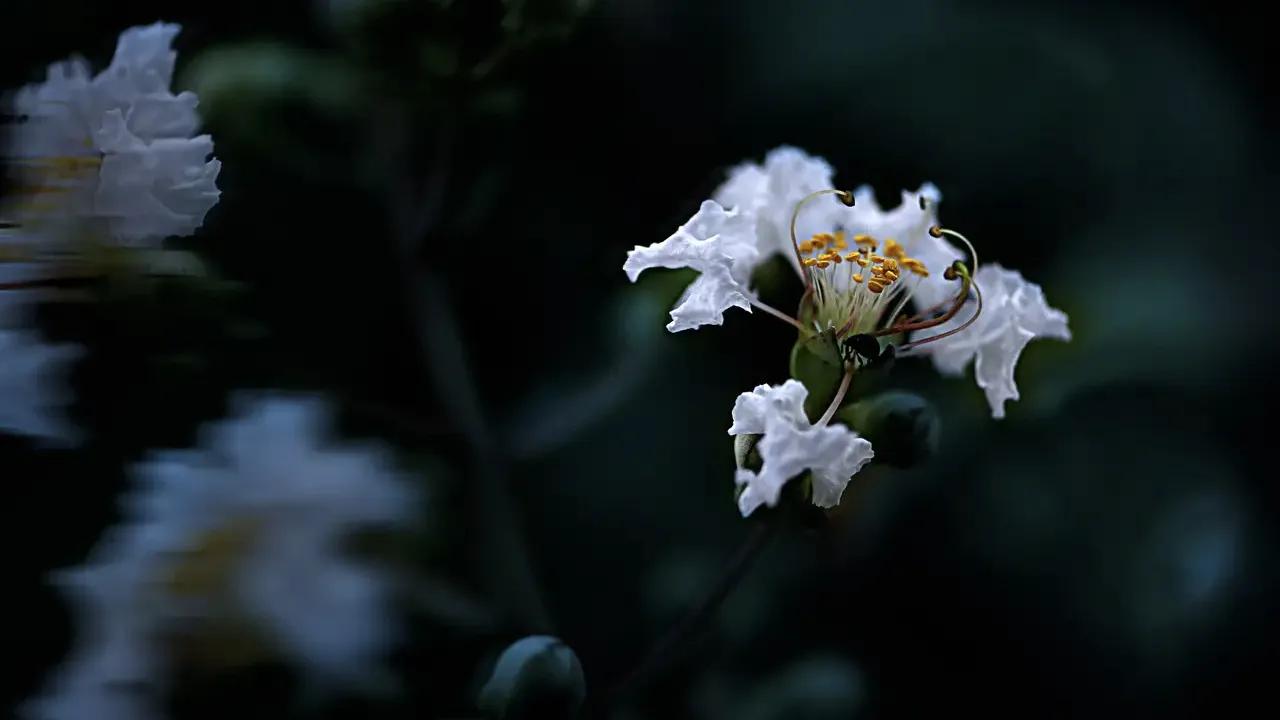 情人眼里出西施西施眼里出眼屎,什么人眼里出西施