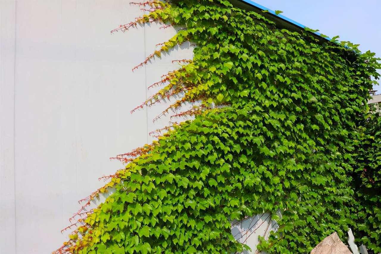 院子里葡萄架越来越少，不是不喜欢，而是这12种藤蔓植物能替代它