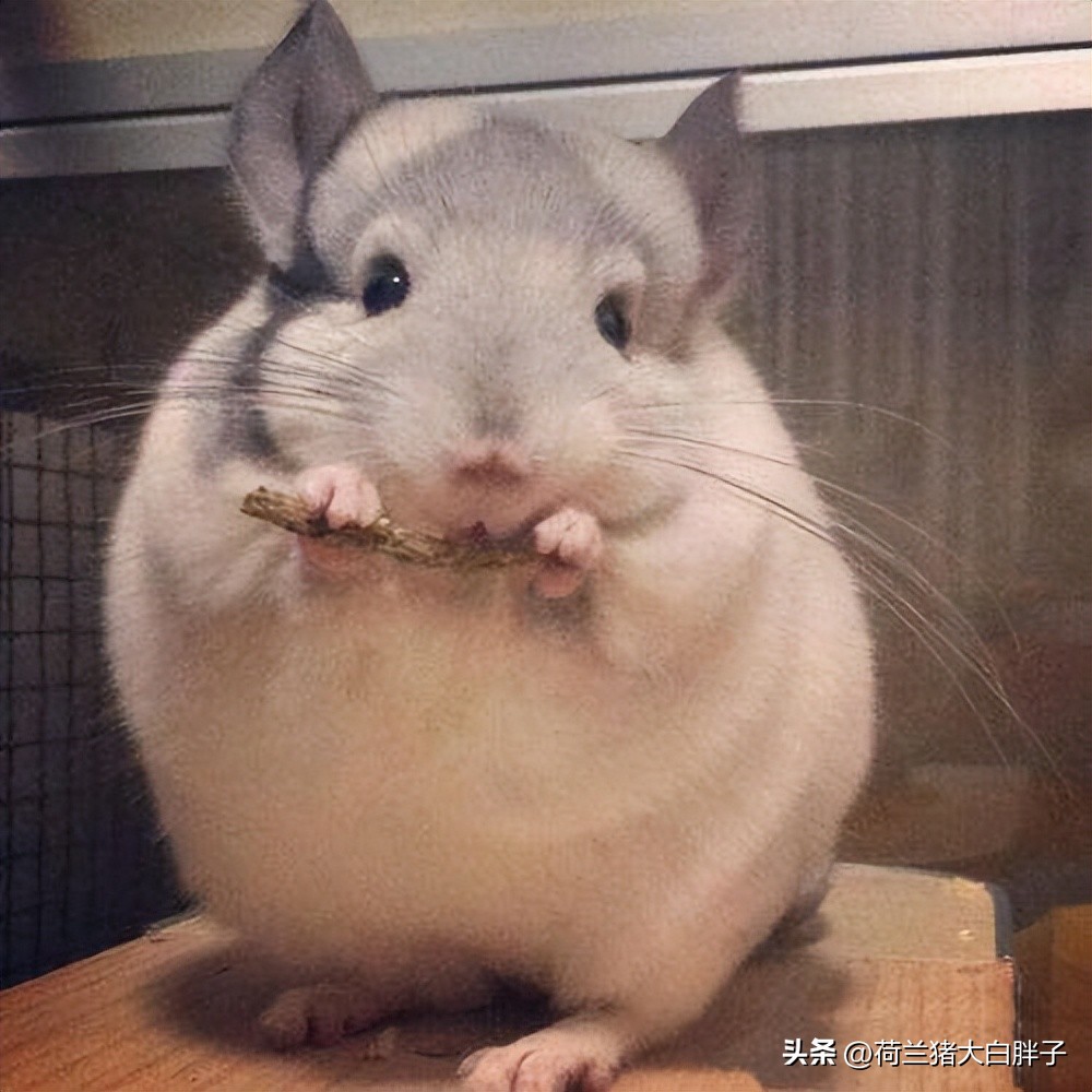 养龙猫的十大坏处,宠物龙猫好养么视频播放