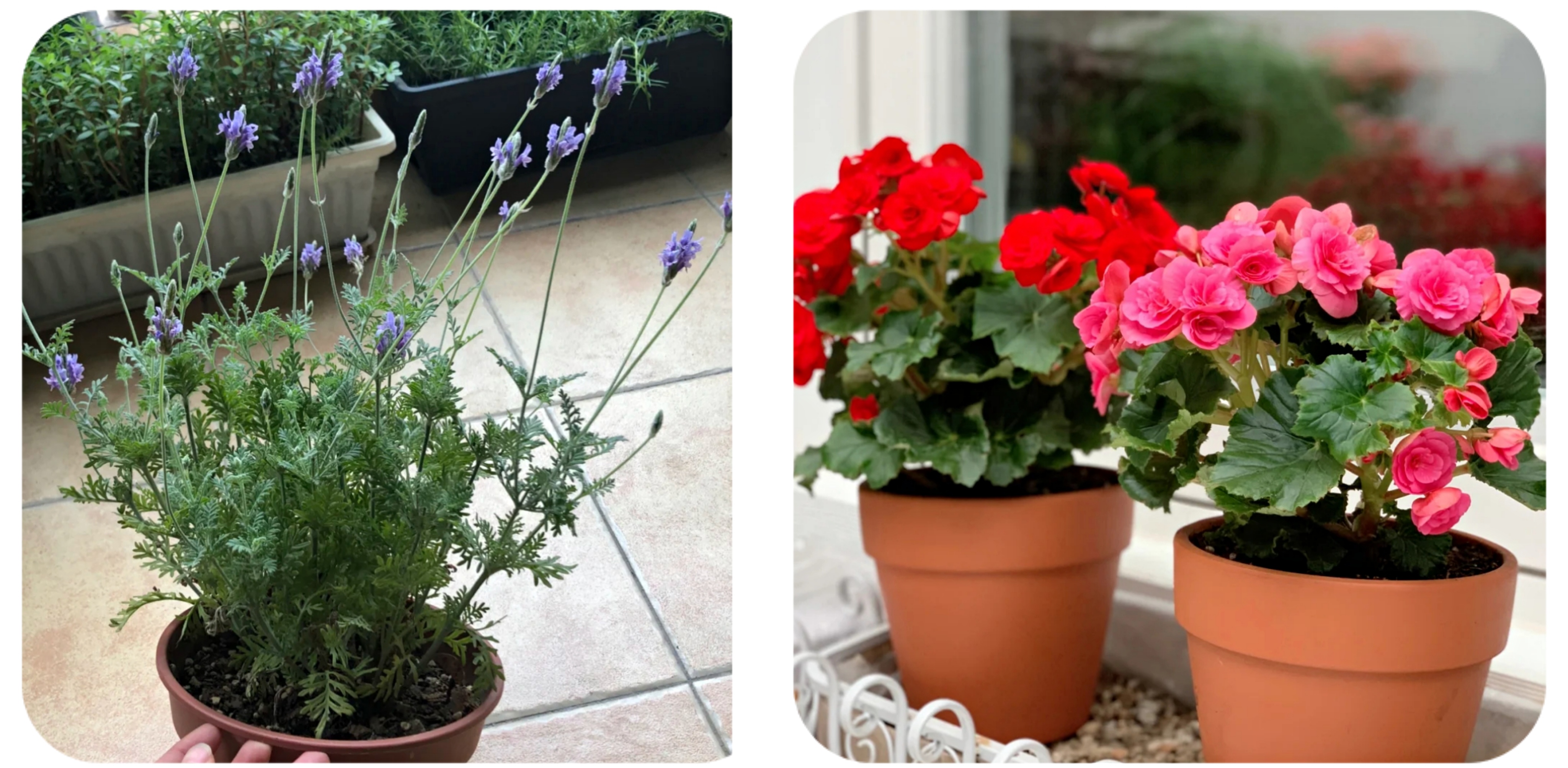 100个阳台养什么花好,100种阳台养的花草