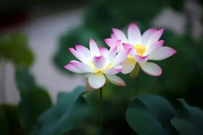 200个心理学效应 (200题心理学题库)