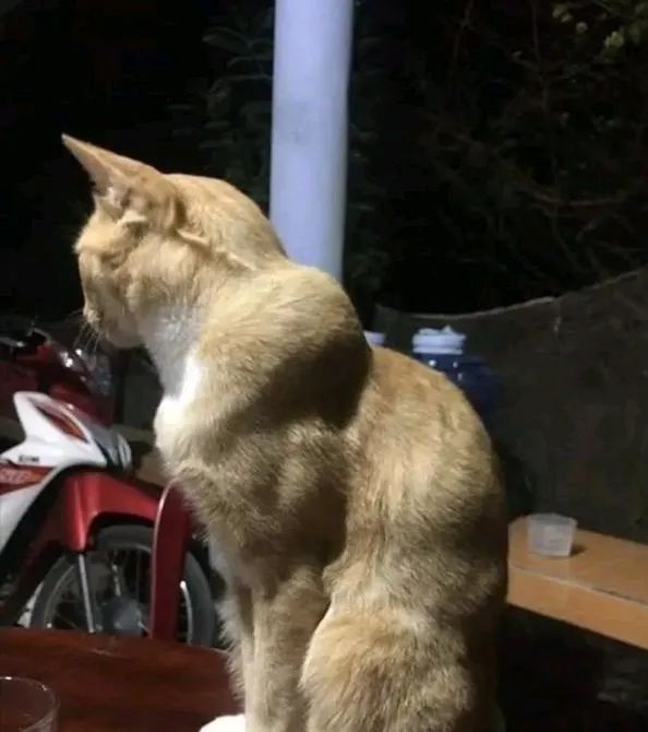 猫咪除了公母，居然还隐藏其他性别!?