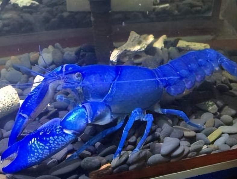 蓝魔虾需要浮出水面么,天空蓝魔虾的图片