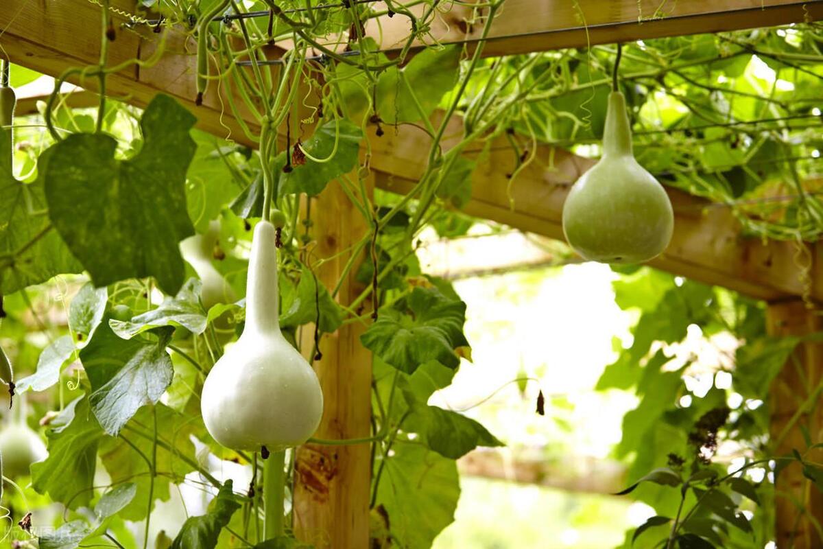 种的葫芦苗一直长不大,葫芦苗不长葫芦怎么回事