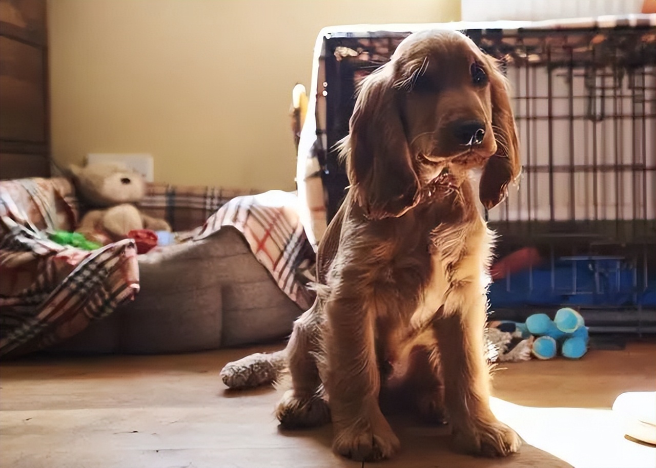 狗狗分离焦虑症最佳解决方法,人一出门狗狗就不停的开始叫