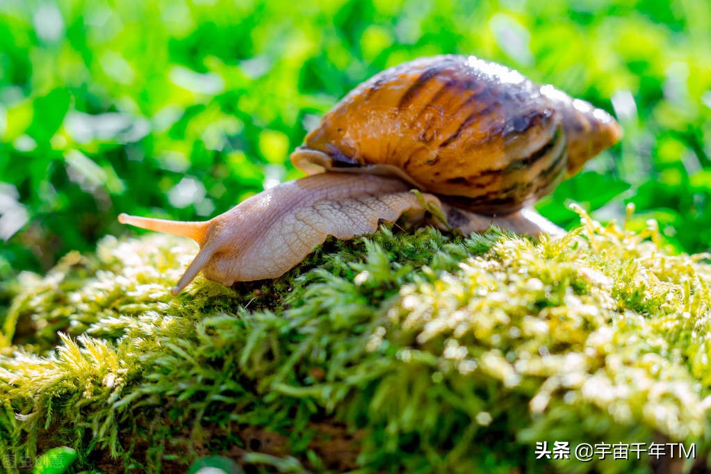 精子和卵子的遗传基因一样吗,畸形精子与卵子结合的概率