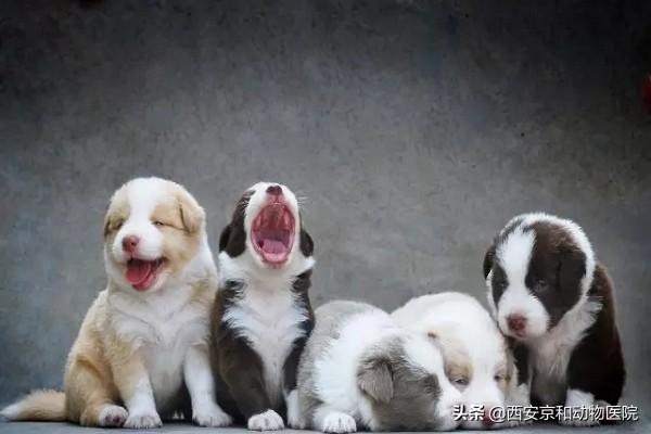 狗狗的智商天花板边境牧羊犬,边境牧羊犬狗狗的智商天花板