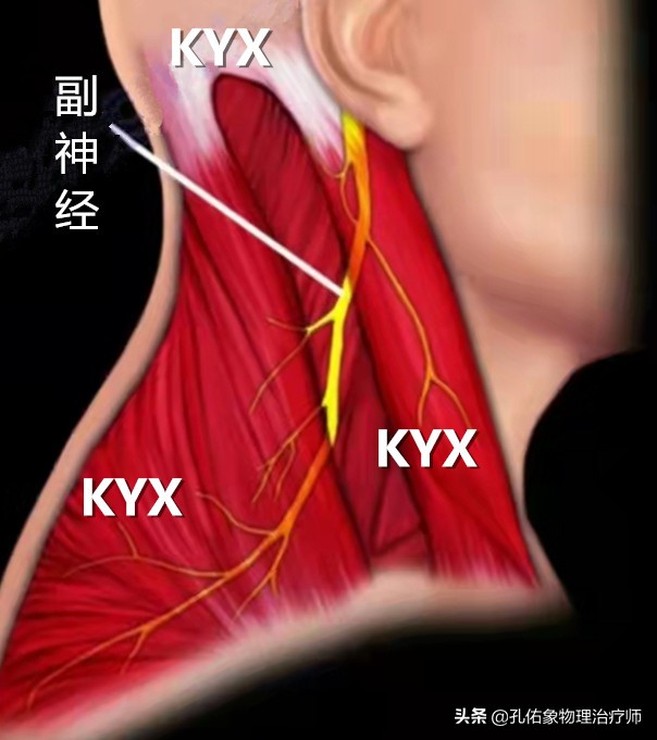 肩膀肌肉紧绷怎么放松,肩膀僵硬不放松怎么办