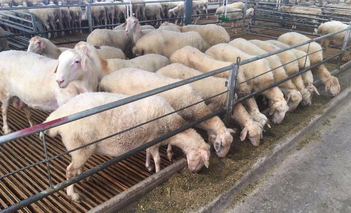 母羊生小羊羔不成怎么回事,母羊生小羊后小羊死了涨奶怎么办