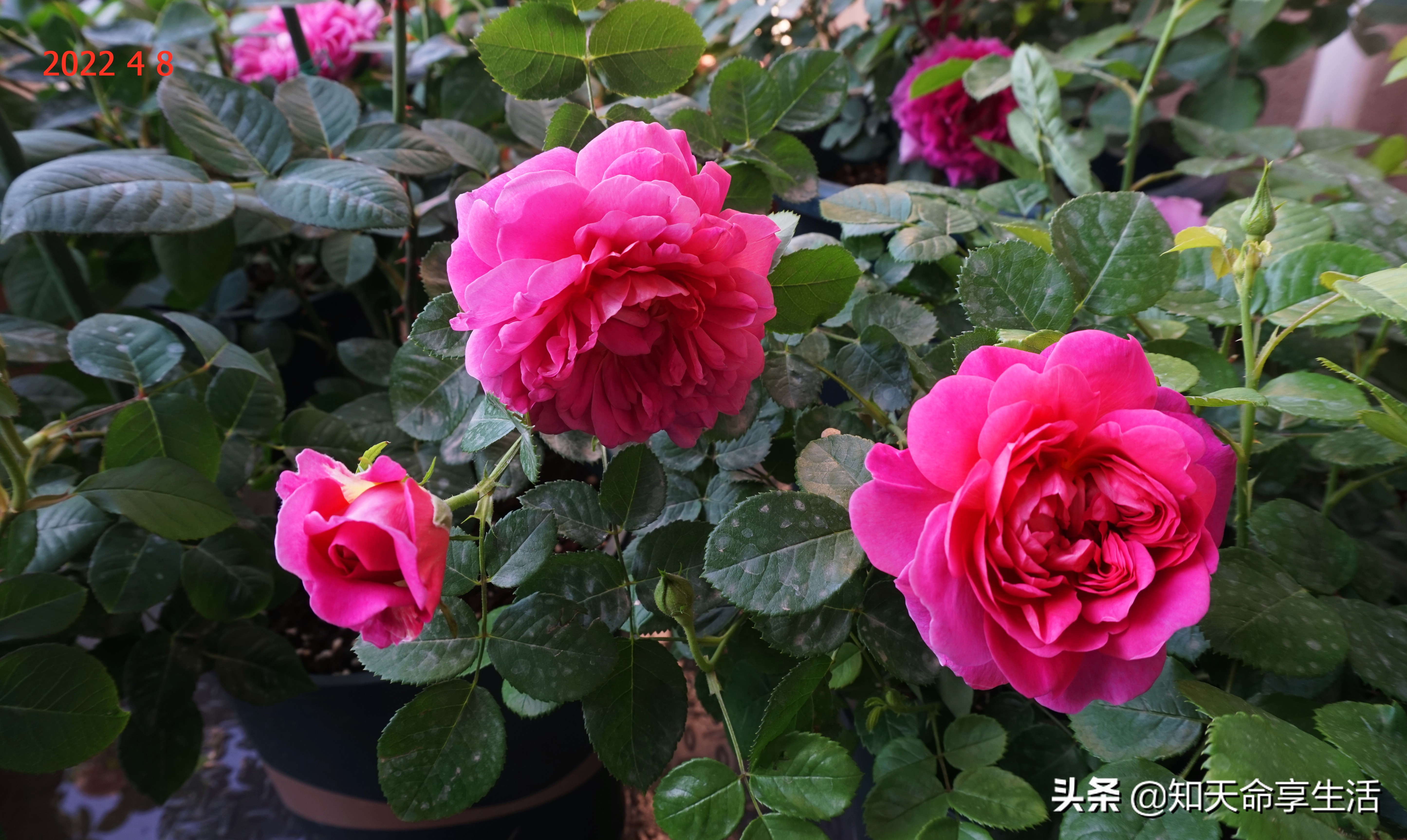 安妮公主月季大全,安妮公主英国玫瑰月季