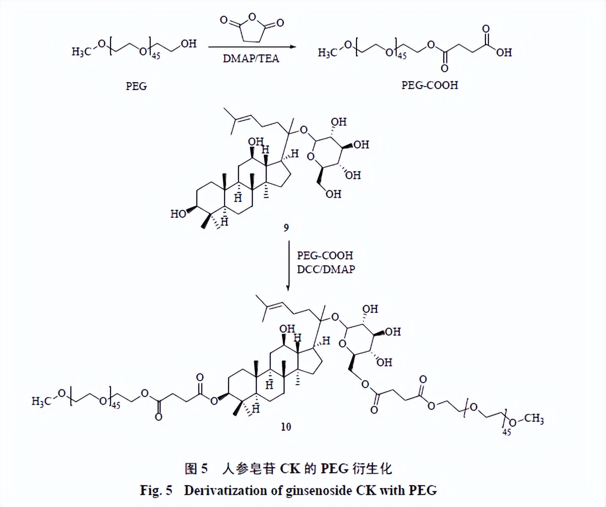 人参皂苷类化合物,人参皂苷结合物