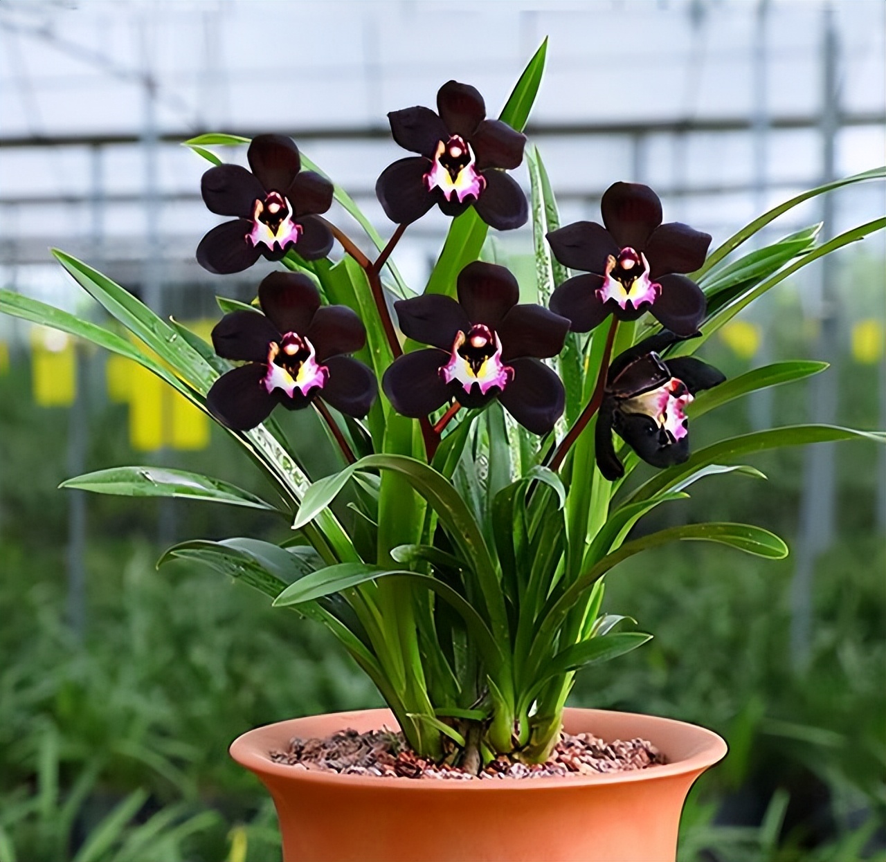 十种最值得买的兰花,什么样的兰花最好最有欣赏价值