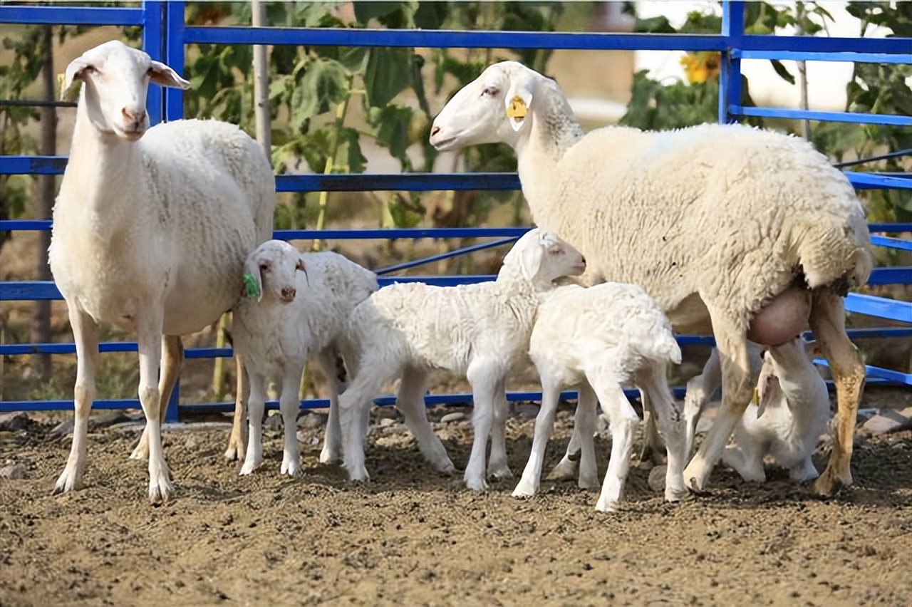 母羊不认其中一只小羊羔解决方法,母羊不认小羊的矫正方法