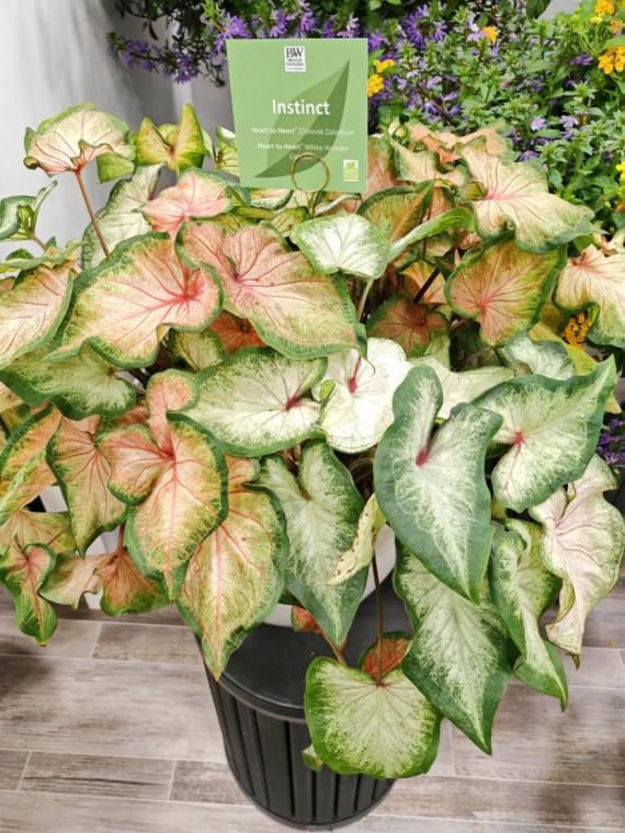 美国最大的农业产品展会,美国最顶级盆景展