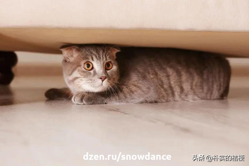 恐惧猫,猫恐惧的声音