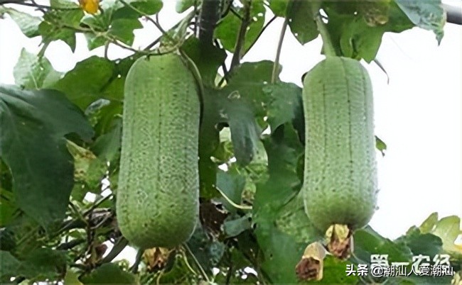 夏天一定要吃的三瓜你知道吗,广东夏季时令瓜