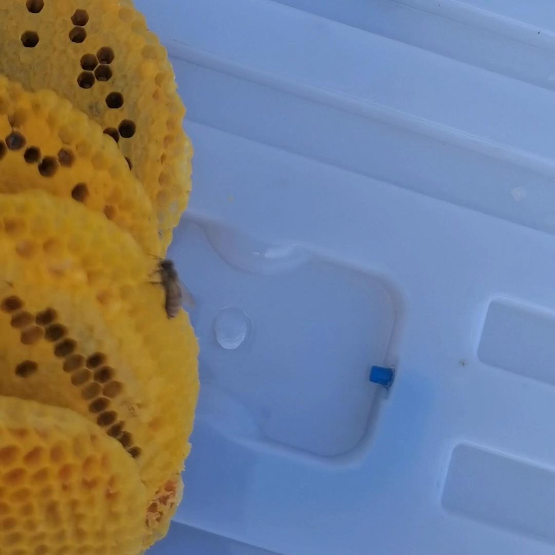 蜜蜂户外诱蜂桶的温度,蜜蜂诱蜂桶怎么处理