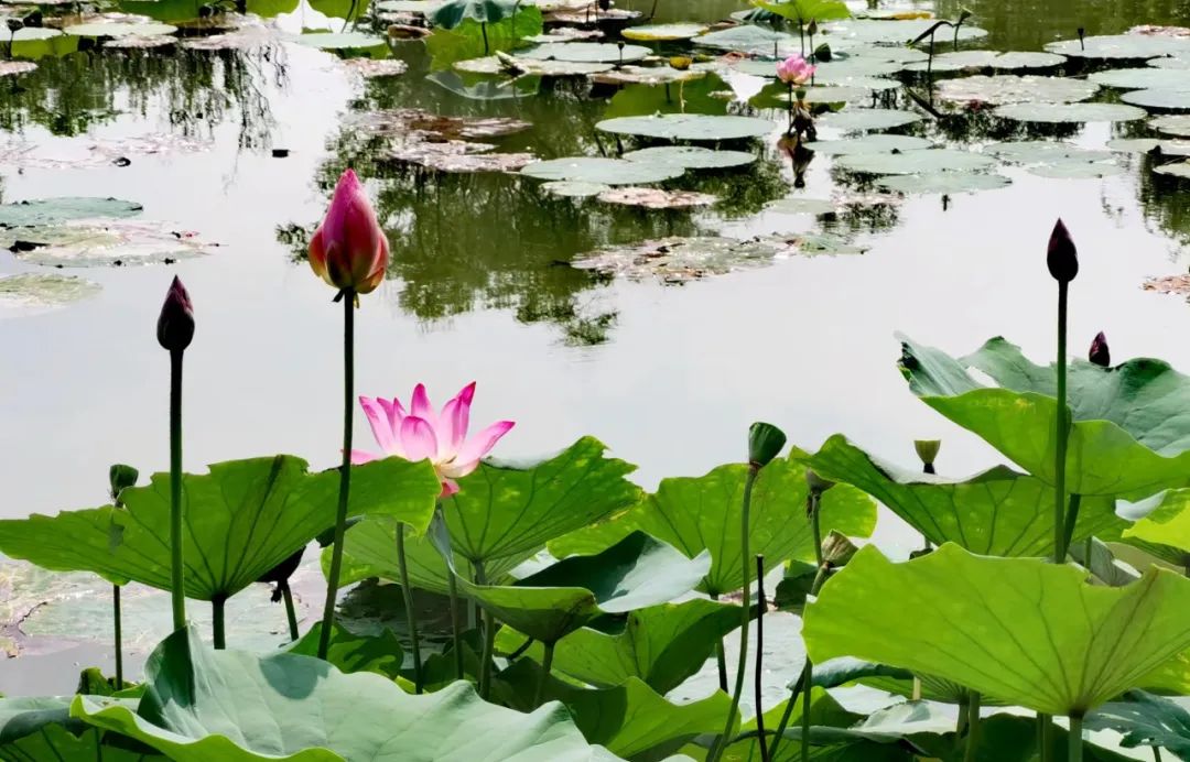 德喜黑青稞藏酒,德喜偷菜