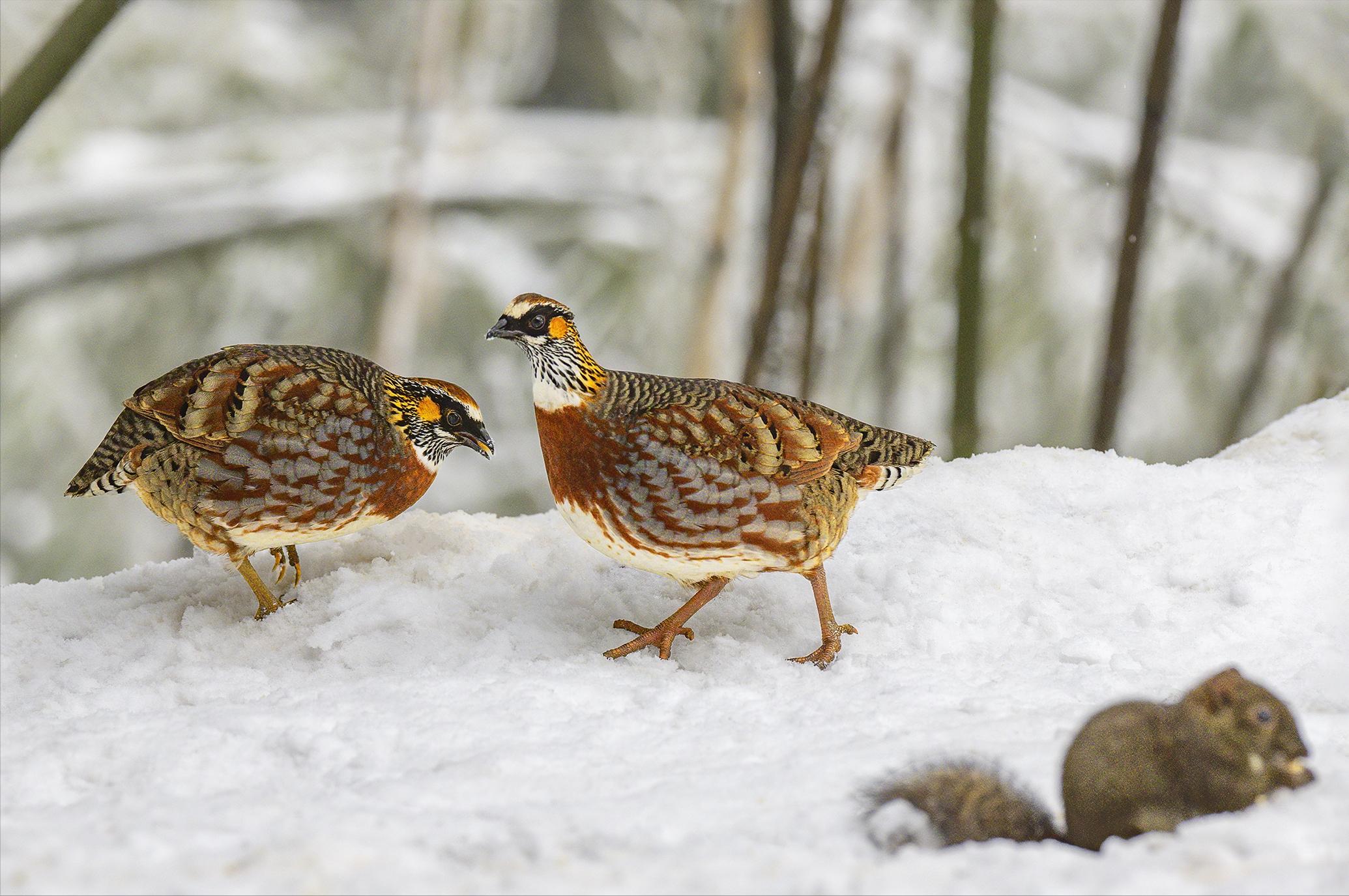 四川发现熊猫是真的吗,中华鹧鸪是濒危物种吗