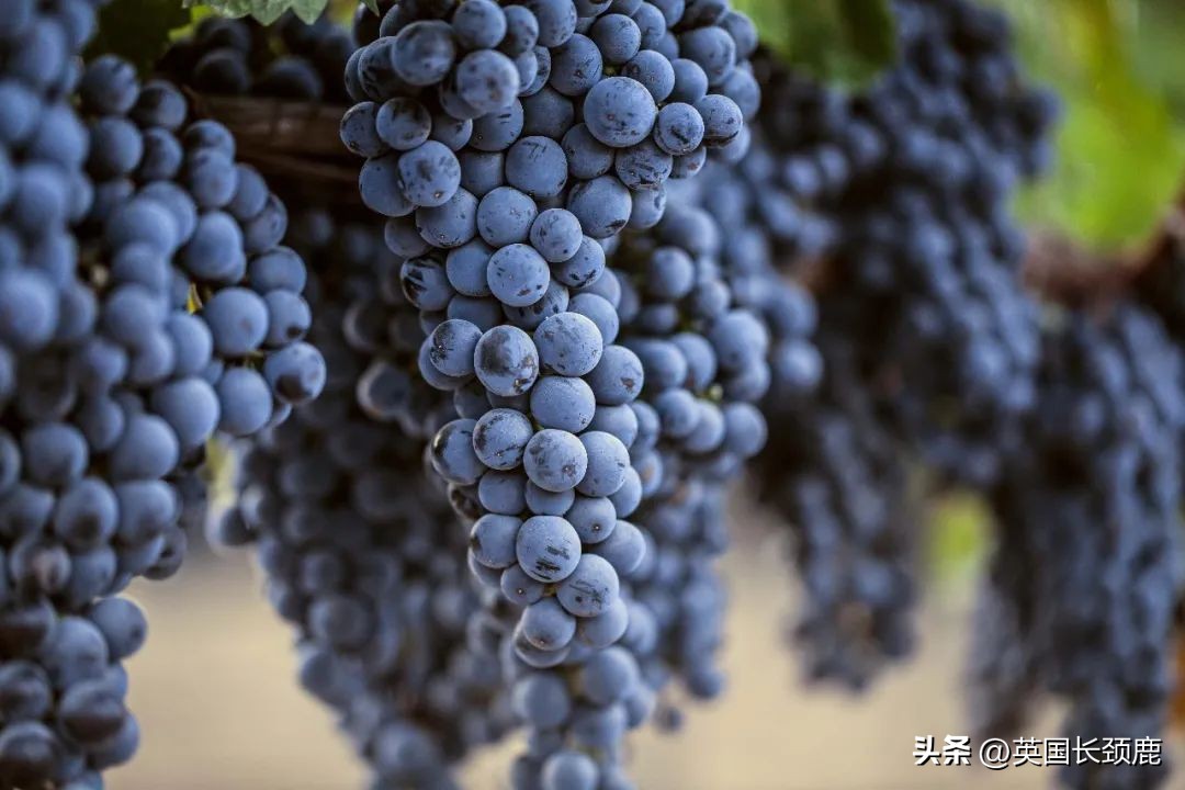 每次买葡萄酒满头问号瞎买？红白葡萄酒大科普：英国好酒推荐