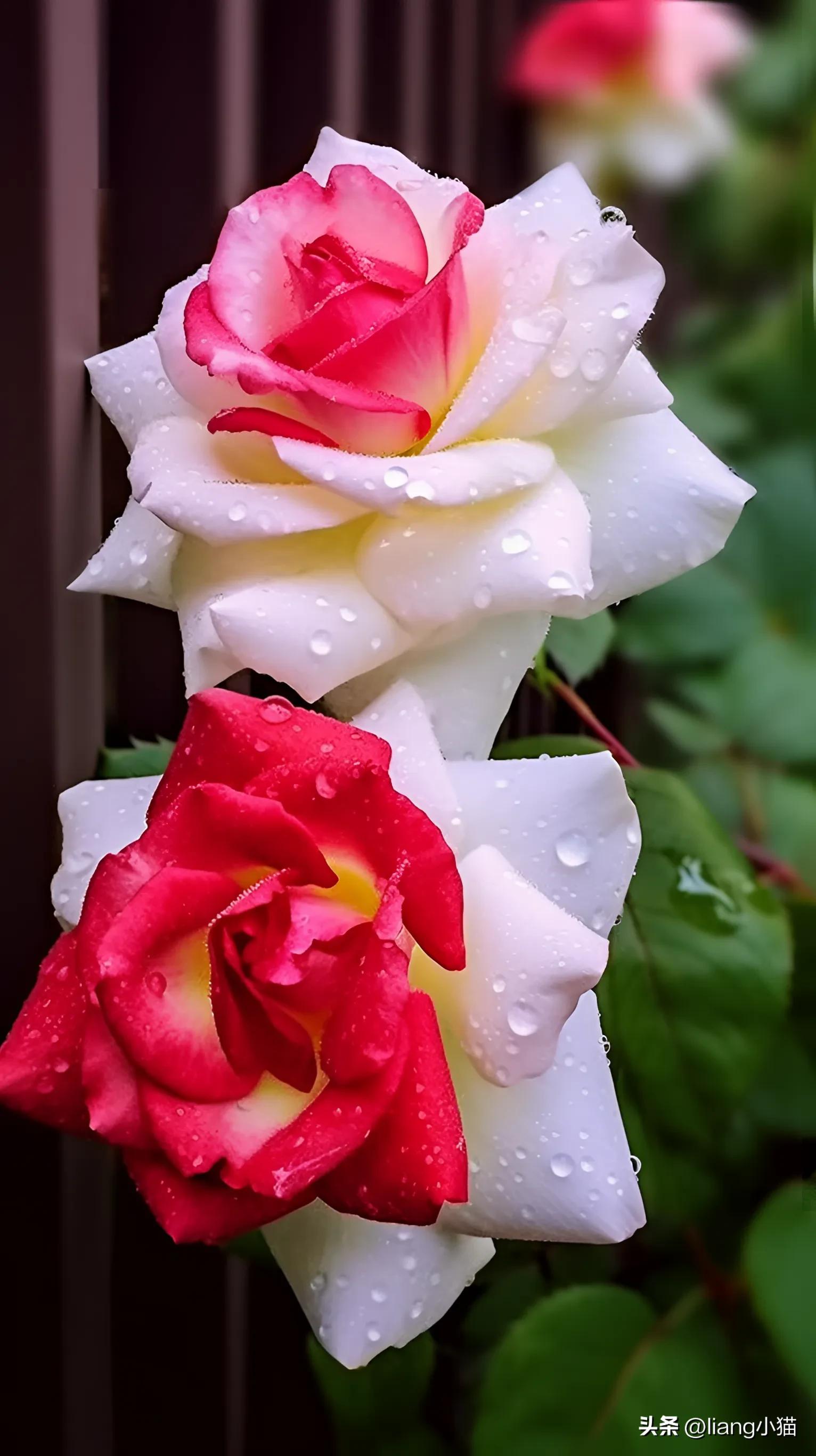 最漂亮玫瑰花带花苞的图片,浅紫色的好看的花