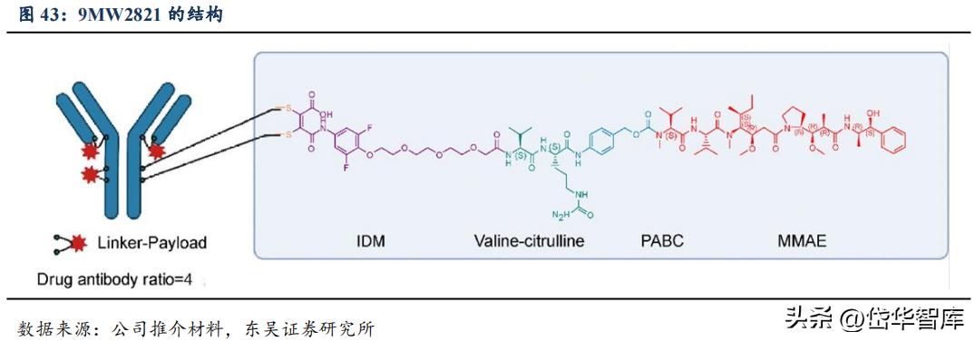 有效避开内卷，迈威生物：ADC锋芒初显，快速成长的Biopharma