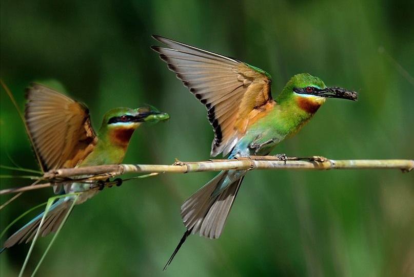 600只鸟图片,50张好看的鸟图片