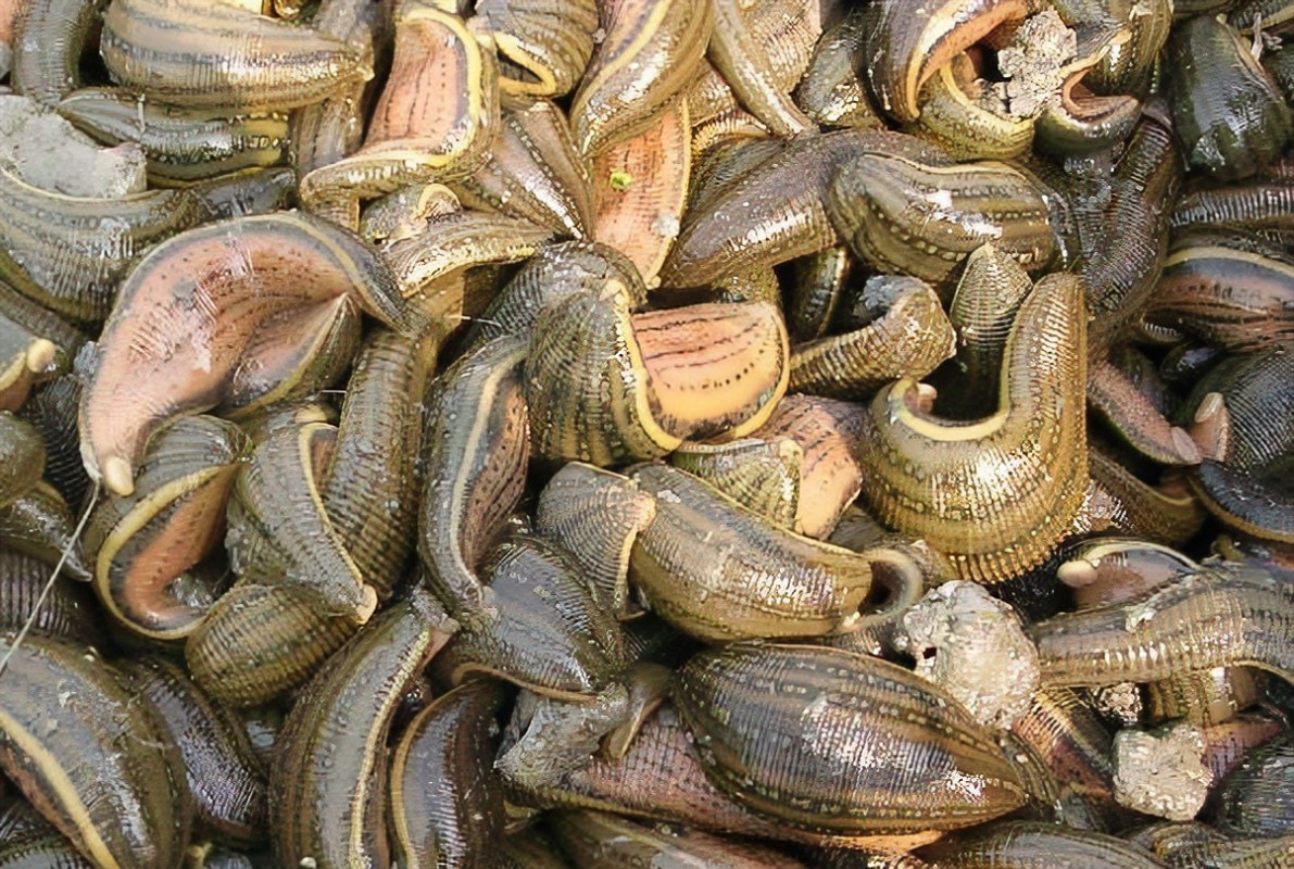 传说西双版纳河里有吸血毯,长得像毛毯的吸血怪物